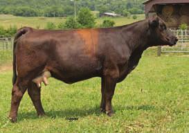 This baldie female is complete as you will find being well balanced with loads of style and grace. This baldie is bred to TNT Tuition. Grand Shimmer is a top notch bred heifer.