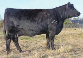 This Matrix sired female will be an excellent brood cow. 355A will be a great cow for many years, just think how many great calves she will have in the future. Her next one will be by United.
