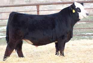 Experience Genetic Progress at the highest level with a son of W/C Lock Down All from first calf heifers.