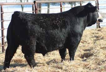 Look for his numbers to get more impressive as more data comes in. We feel W/C Bullseye can add as much depth of rib and sogginess as any Purebred Simmental bull out on the market. M -2. 0 2. 22 2.2.2 -.