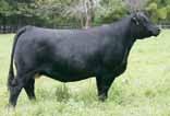 If you have a set of cows that need extension, muscle, or just a higher quality look, these sons of Loaded Up are ready to answer the call. Aubreys Black Blaze III, Dam M -..2 0.