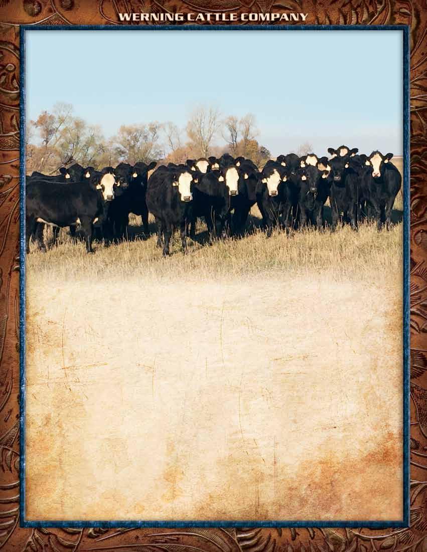 NEW THIS YEAR! Commerical Heifers These heifers were hand selected and purchased as opens from our good friends and customers Sam & Kim Tiede, Kenny Brown, and Justin & Megan Brown.
