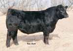 The Embryo Division Lot 3 Embryos: W/C United Y x Miss Werning 3R W/C United Y Miss Werning 3R TNT Tuition U23 Miss Werning W R&R Warehouse K0 Miss Werning 3J Est. PM EPDs: -0. 0.23 2.00 Carcass: 3.