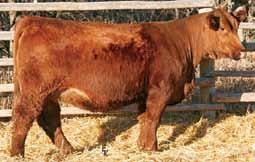 Hooks/KS Sequoia S ASR Ms. Super Baldy U KS Miss Sequoia Y0, Dam W/C Loaded Up, Sire Lot 20A Est. PM EPDs: 0. 0.. Carcass: 2. -.32.3 -.0. Y0 was brought in to strengthen our red herd and was the top seller in Kenners 3 Sale.