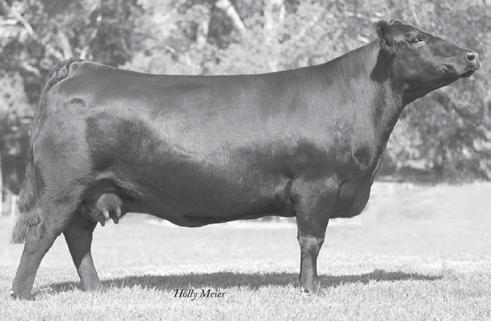 Lady 90-6 who was the $0,000 top-selling donor of the 20 Linz Heritage Annual Production ale going to Ingram Angus of Tennessee.
