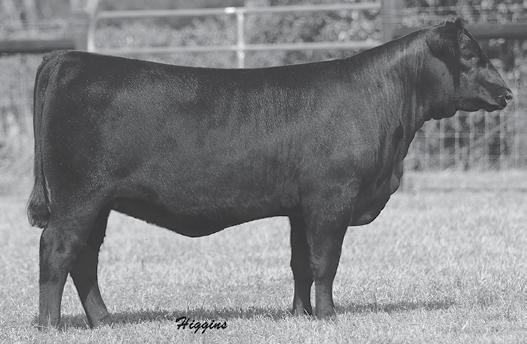 20 TENNEEE ANGU AGRIBITION - FEMALE GAMBLE LADY 96 - The dam of Lots A and B. BANNER LADY MI 6 - he sells as Lot 2.