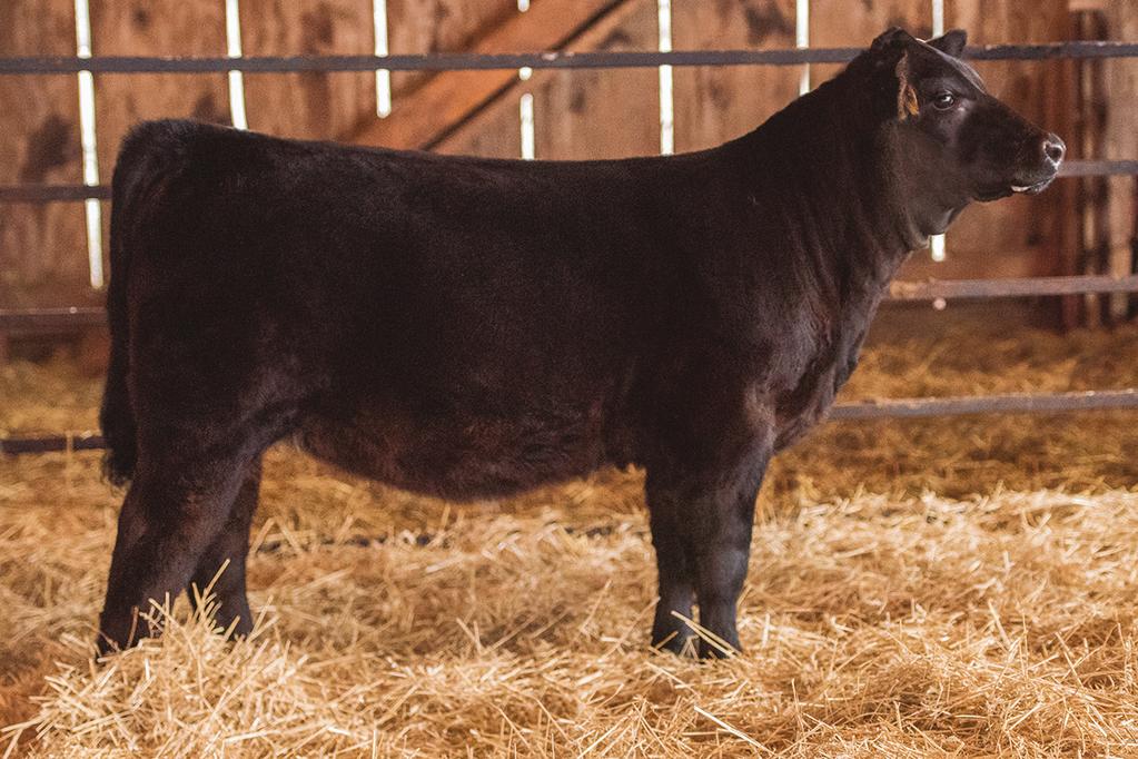 OPEN HEIFERS LOT 1: CHARMONT UTAH STAR Consigned by Charmont Farms 1 ASA 3351683 DOB 9/24/17 Tattoo E18A GCC HARD AS STEEL 144W YARDLEY UTAH Y361 MISS YARDLEY T170 CHARMONT SHO CAN DO L801 CHARMONT