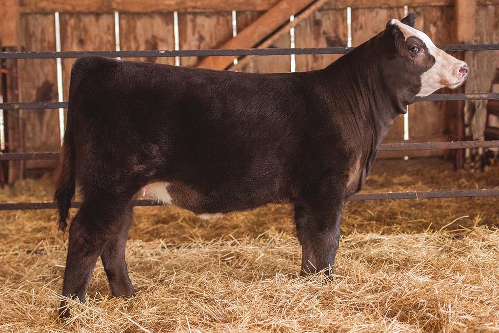 LOT 3: CHARMONT MYSTIC E38C Consigned by Charmont Farms 3 G C F MISS NEW LEVELR206 YARDLEY HIGH REGARD W242 CHARMONT PIXIE C38A CHARMONT SHO MAYBA STAR CE 11 BW 0.5 WW 66.2 YW 100.6 MCE 0.1 Milk 16.