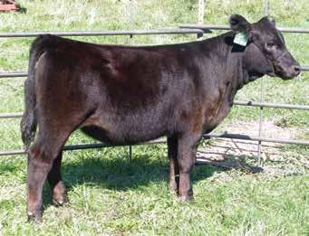 BW: 89 ET Hook s Broadway 11B MCM Top Grade 018X Hook s Water Lily 89W JS Burning Blaze 29U CNS Dream On L186 Triple C Burning Power L3 This heifer has come on in leaps and bounds since weaning.