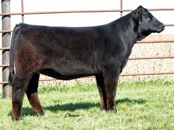 It s hard to find this much flex in a purebred s hind leg. She will win you over on the move and looks like a million bucks on the profile.
