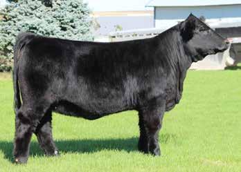promise you re not going to be disappointed. We have sold several full sibs to this mating with great success in both bulls and heifers. It is also the one a lot of people continue to ask us about.