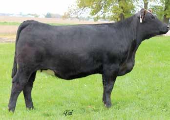 Bred up early to the calving ease specialist Executive Order. Ultrasounded 8/30/18 and called safe to AI date. A.I. Sire: W/C Executive Order 8543B on 4-8-18 Due: 1-15-19 Calf: PB SM Est.
