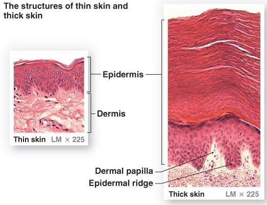 NON-INVASIVE RESURFACING Benefits Thicker epidermis because new cells produced rapidly Cells of lower layers of epidermis are in