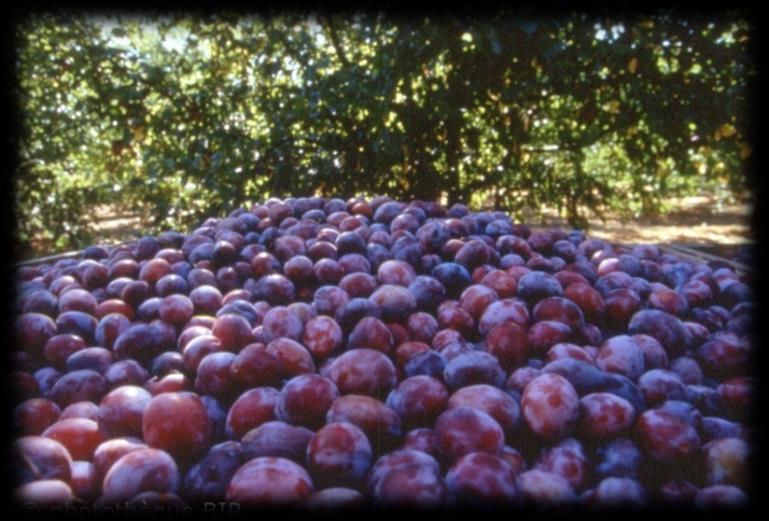 NAT GASCONY PLUM SCRUB 20, 40 & 65 raw materials conformed to the Ecocert & Cosmos standards Obtained by grinding the kernels of plums (Prunus domestica L.