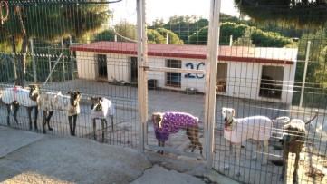 galgos. Size approx.