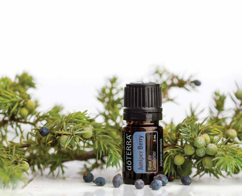 JUNIPER BERRY Juniperus communis Derived from the coniferous tree, Juniper Berry essential oil has a rich history of traditional uses and benefits.