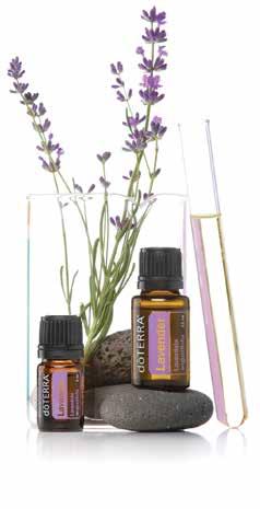 LAVENDER Lavandula angustifolia top seller SINGLES Lavender has been cherished for its unmistakable aroma and health properties for thousands of years.