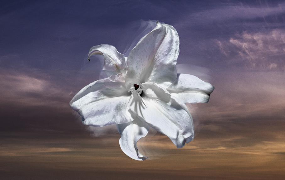 INSPIRED BY NATURE, A BRIGHTENING BREAKTHROUGH THE STAR LILY BLEND Guided by the ARTISTRY pillar of Discovery to find the world s best, most efficacious ingredients, the precious Star Lily came to