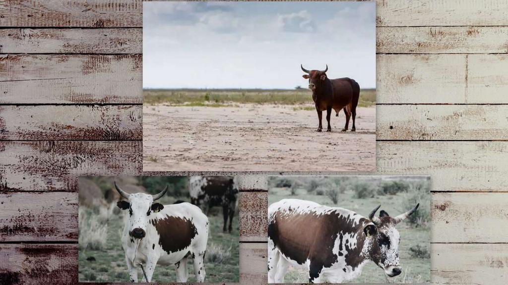 30. Cattle landscape printed on wood, 500x400mm, R 275 31.