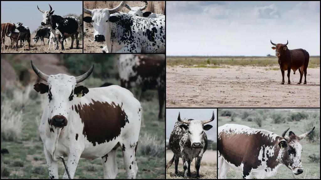58. Nguni cattle printed on wood place mats or pot stands, covered