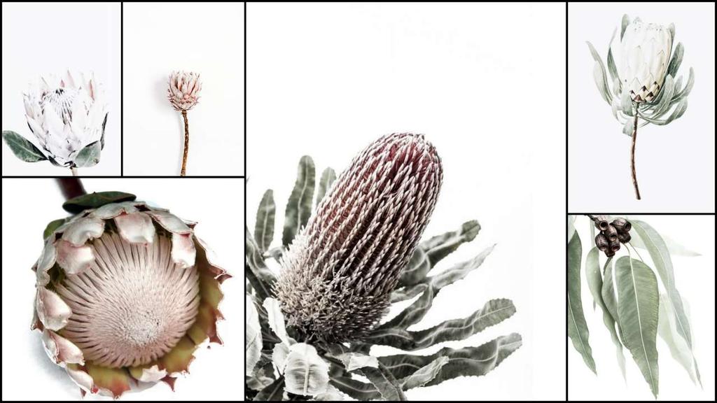 91. Proteas printed on wood place mats or pot stands, covered with
