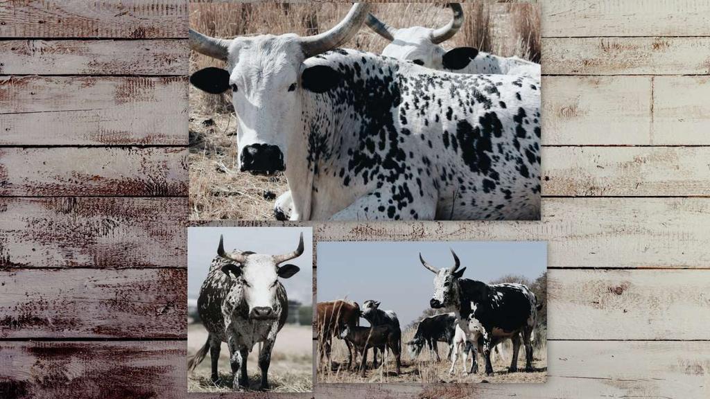 122. Nguni cattle printed on wood, 40x50cm, R 275 123.