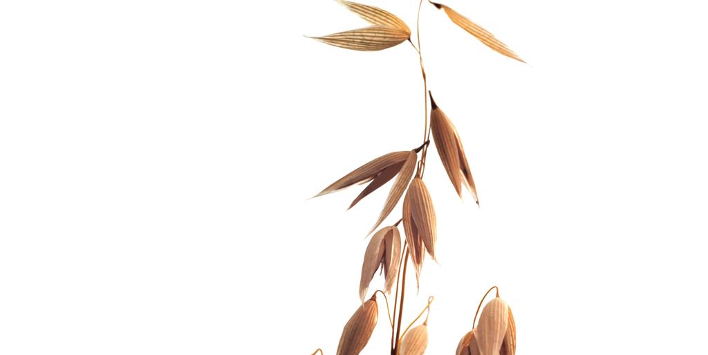 Active Beta-Glucan Cosmetics of the β-glucan ACTVE collection were developed on an innovative natural active ingredient: beta-glucanderived from oat grains.