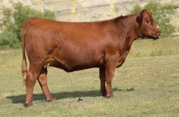 The Abigrace Cow Family A364 is responsible for producing one of the most decorated bulls in the recent history of the Red Angus breed, C-Bar Blake s Bonanza!