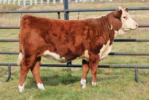 Consigned by Schafer Herefords Lot 22 LJS Ms Mark Domino 1812 23 WINDYHILLS BAILEY 8F P43944998 Calved: March 15, 2018 Tattoo: LE 8F CRR 719 CATAPULT 109 {DLF,HYF,IEF} TH 122 71I VICTOR 719T