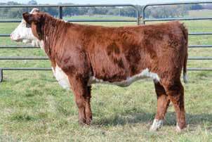 015; REA 0.42; MARB 0.09; CHB$ 95 A Catapult 322 heifer with balanced number out of a DOD we purchased from the Go-pher Sale several years ago.