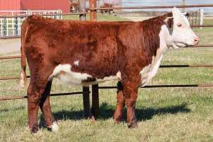 035; REA 0.40; MARB 0.07; CHB$ 100 This daughter of the Spot On bull is impressive, she has all the style and correctness to be a standout show heifer.