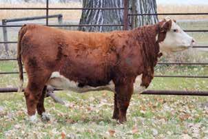 03; CHB$ 94 11E is a moderate framed Trump daughter, her dam is a very productive cow I purchased from Bar JZ ranches in SD.