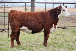Consigned by Carlson Farms Lot 54 CF Hayes Dominette 7126 55 KPH 10Y HOMEGIRL 1740 {DLF,HYF,IEF} P43799568 Calved: Feb.