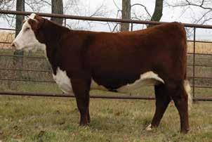 055; REA 0.28; MARB 0.14; CHB$ 107 716e is a high quality daughter of Delaney s All In bull, her 9-year old dam and 14-year old grandam are still in production.