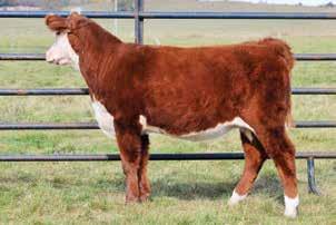 She is stout enough for the show ring and to develop into a donor cow. We will retain 1/2 interest in two (2) flushes.