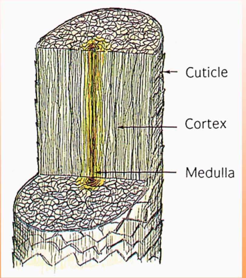 CORTEX This middle layer is a major component of hair.