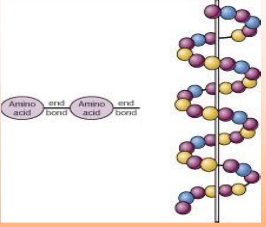 PEPTIDE BONDS (END BONDS) Peptide bonds join amino acids together, forming long chains