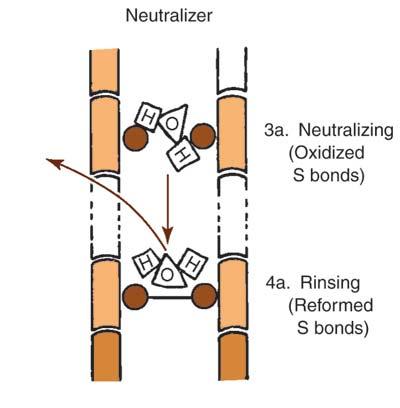 STAGE TWO OF NEUTRALIZING Solution breaks disulfide bonds by adding hydrogen atoms to sulfur atoms. Neutralization rebuilds disulfide bonds by removing extra hydrogen atoms.