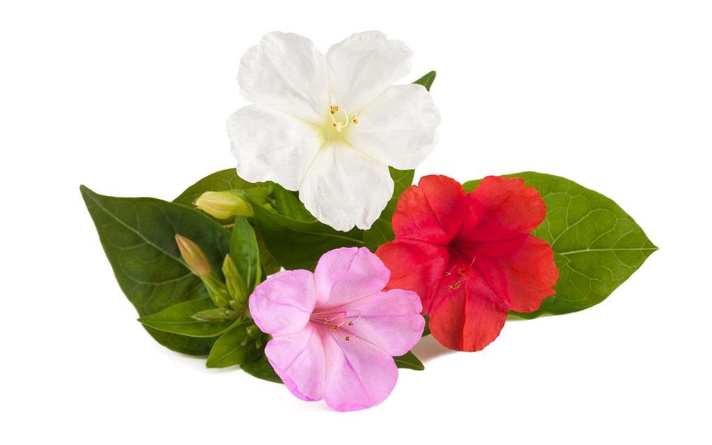 This is the Mirabilis Jalapa Flower which fades redness and soothes sensitive skin.