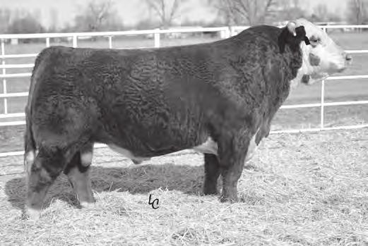 HUFFORD S HEREFORDS REFERENCE SIRES CHURCHILL RANCHER 592R HH ADVANCE 1100Y HH ADVANCE 1003Y HH ADVANCE 002X A CL DOMINO 9126J ET UPS