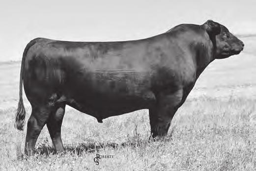 81 C COLBURN PRIMO 5153 EXG RS FIRST RATE S903 R3 DAMERON FIRST CLASS DAMERON NORTHERN MISS 3114 SILVEIRAS STYLE 9303 SILVEIRAS SARAS DREAM 1339 EXG SARAS DREAM S609 R3 DOB. 1/3/15 / REG#.