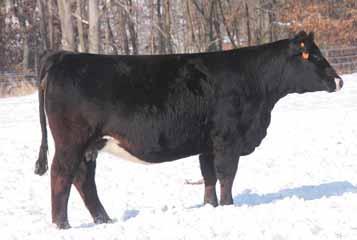 Miss 203 is the type of female you build a herd around. Consignor... Hopp Cattle Co. 19 GWF Lady 28Z Tattoo: 28Z 04.05.