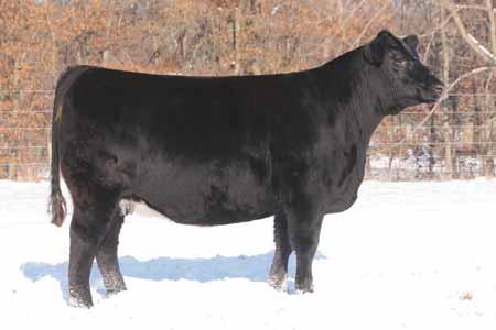 This young lady should make a great cow regardless of which direction you choose to mate her. Checked safe to AI date. Consignor... TNT Cattle Co. AI d 04.30.