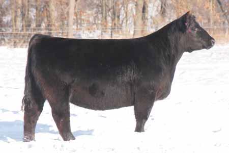 This Dirty Hairy daughter displays a beautiful udder and is strong topped. AI d 04.27.13 to GOET I-80; PE to Direct Whiskey from 06.10 to 08.01.13. Club Calf deluxe!