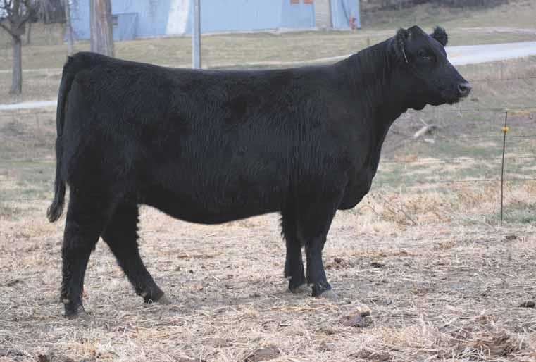 28 HOPP Miss 21 Tattoo: 21 Spring 2012 MaineTainer Pending S COWAN S ALI 4M NBH POLLED ENERGIZER 688 FJH COUNTESS 115H HANNIBAL/ HANNIBAL AI d 05.17.13 to Jesse James; PE to a Bismark son.