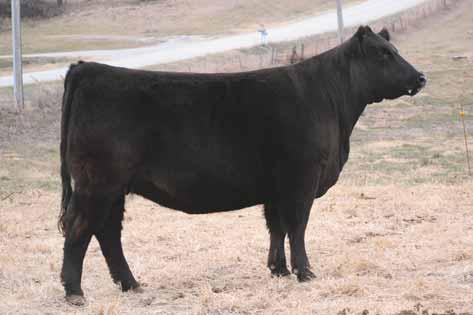 This Imprint daughter is one of the sleekest fronted females we are bringing to Robinson. This Walks Alone daughter is sound moving, huge ribbed, and straight in her lines.