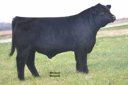 13 1/2 Simmental #ASA 2765786 P GCC WHIZARD 125W SVF STEEL FORCE S701 MISS CHILL 1829 HPRP AMBUSH 182X JS SURE BET 4T EXAR AMBUSH 4359 Amaretto is a heavy structured, big bodied bull out of the best