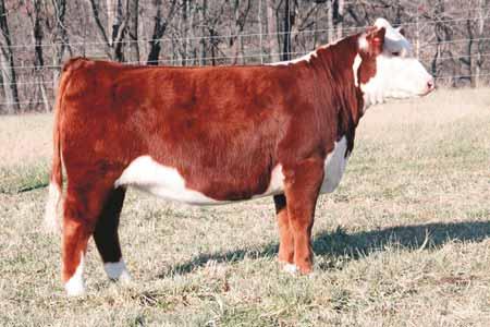 5059 ET The Miller family has done it again...they have brought us more top end Hereford females.