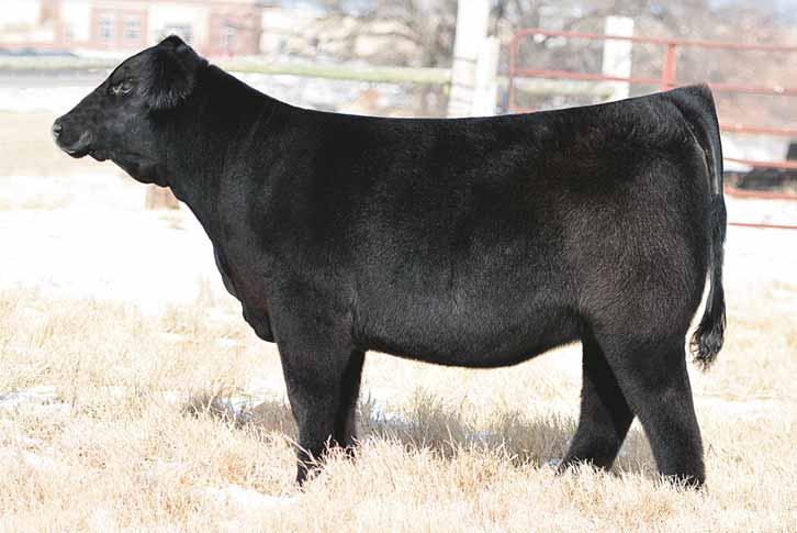 76 GCC Brooklyn Tattoo: 12A April 2013 1/2 Simmental ASA# Pending P WS A STEP UP X27 SS EBONY S GRANDMASTER WS MS MACHO U38 MAXI DAUGHTER MAXI HEAT SEEKER This A Step Up daughter is one we will hang
