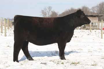 322A is also backed by some tremendous cow/sire families including Silveiras Style, Gambles Hot Rod, as well as In Vogue who was one of the top donor females in the Beckett Cattle herd.